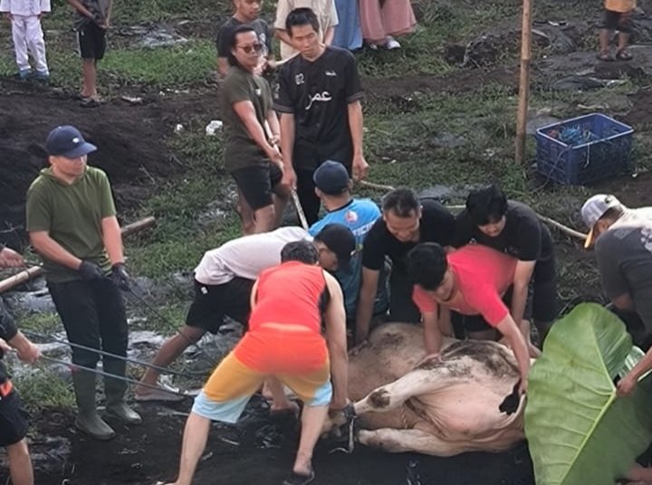 DPD LDII KBB Sukses Gelar Penyembelihan Hewan Qurban, Bagikan 10.000 Paket Daging