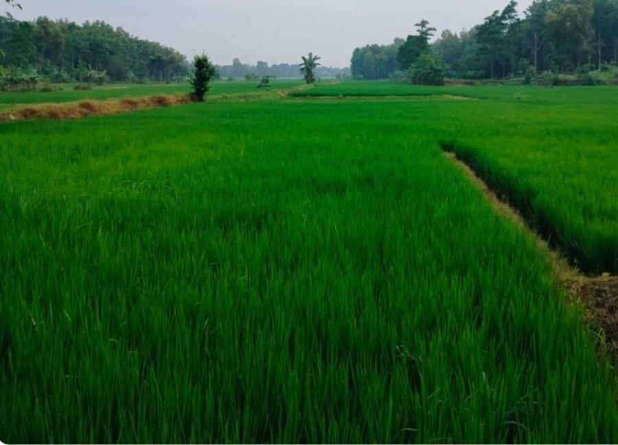 Lindungi Petani, Ribuan Hektar Sawah di Purwakarta Didaftarkan Asuransi