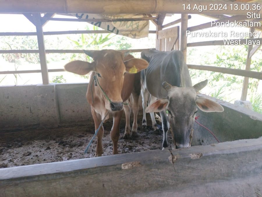 Ramai Dugaan Bantuan Sapi Ketahanan Pangan Dijual Secara Spontan, Ketua Kelompok Beli Sapi Kembali